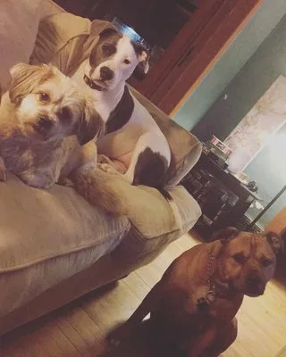 Odell Professional Movers photo 2